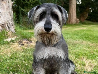 Miniature Schnauzer dogs in Poole - Advert 1