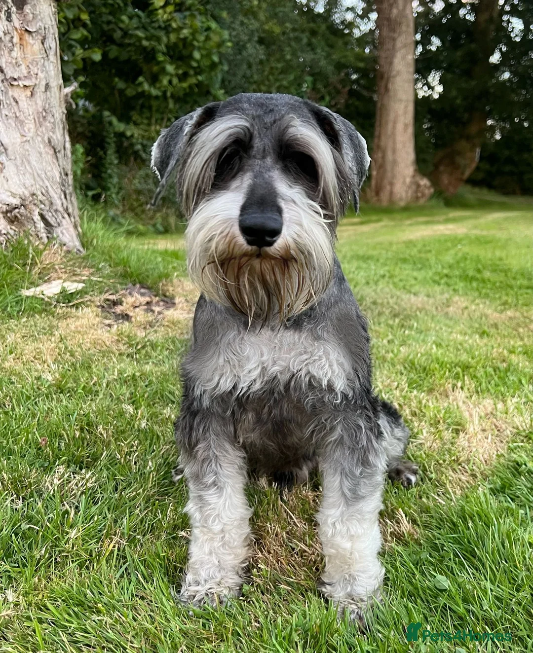 Miniature Schnauzer dogs for stud: Kc reg miniature schnauzer stud in Poole - Advert 1