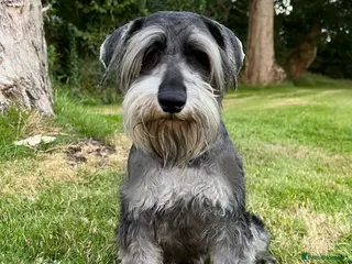Miniature Schnauzer dogs Kc reg miniature schnauzer stud in Poole - Advert 2