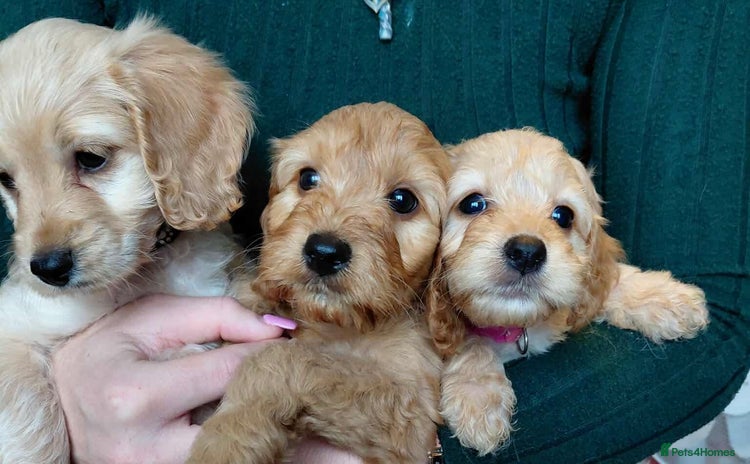Cockapoo dogs - Advert 5