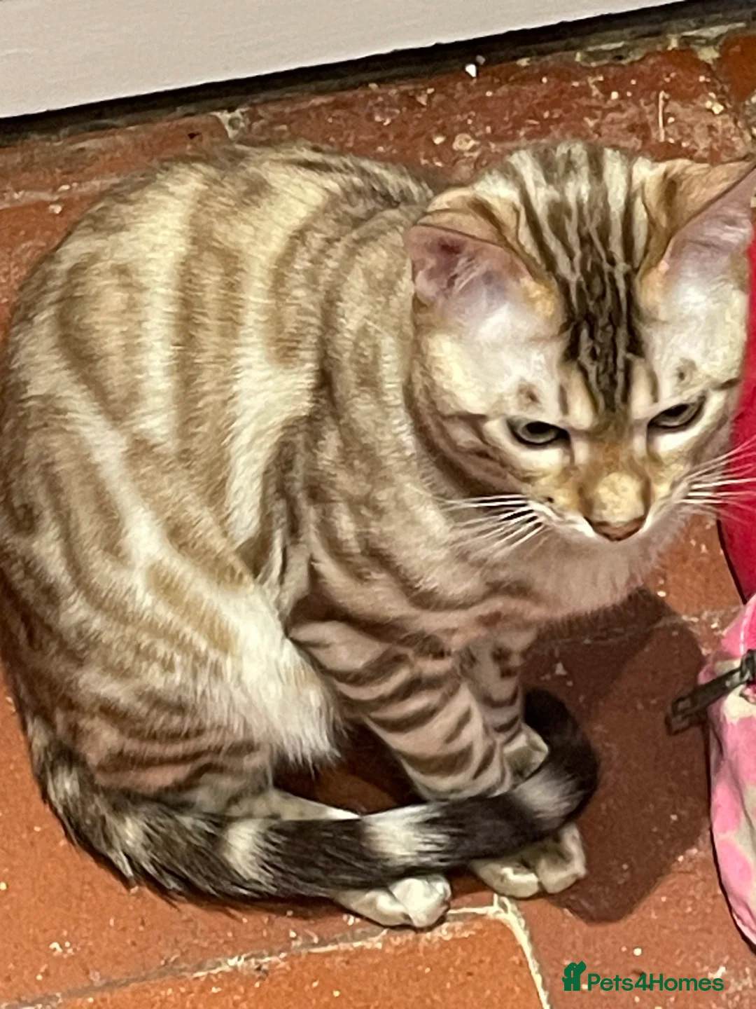 Bengal cats for sale: Bengal boy - Advert 17