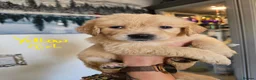 Golden Retriever dogs for sale: Show Type KC Registered Golden Retrievers !!  - Advert 16