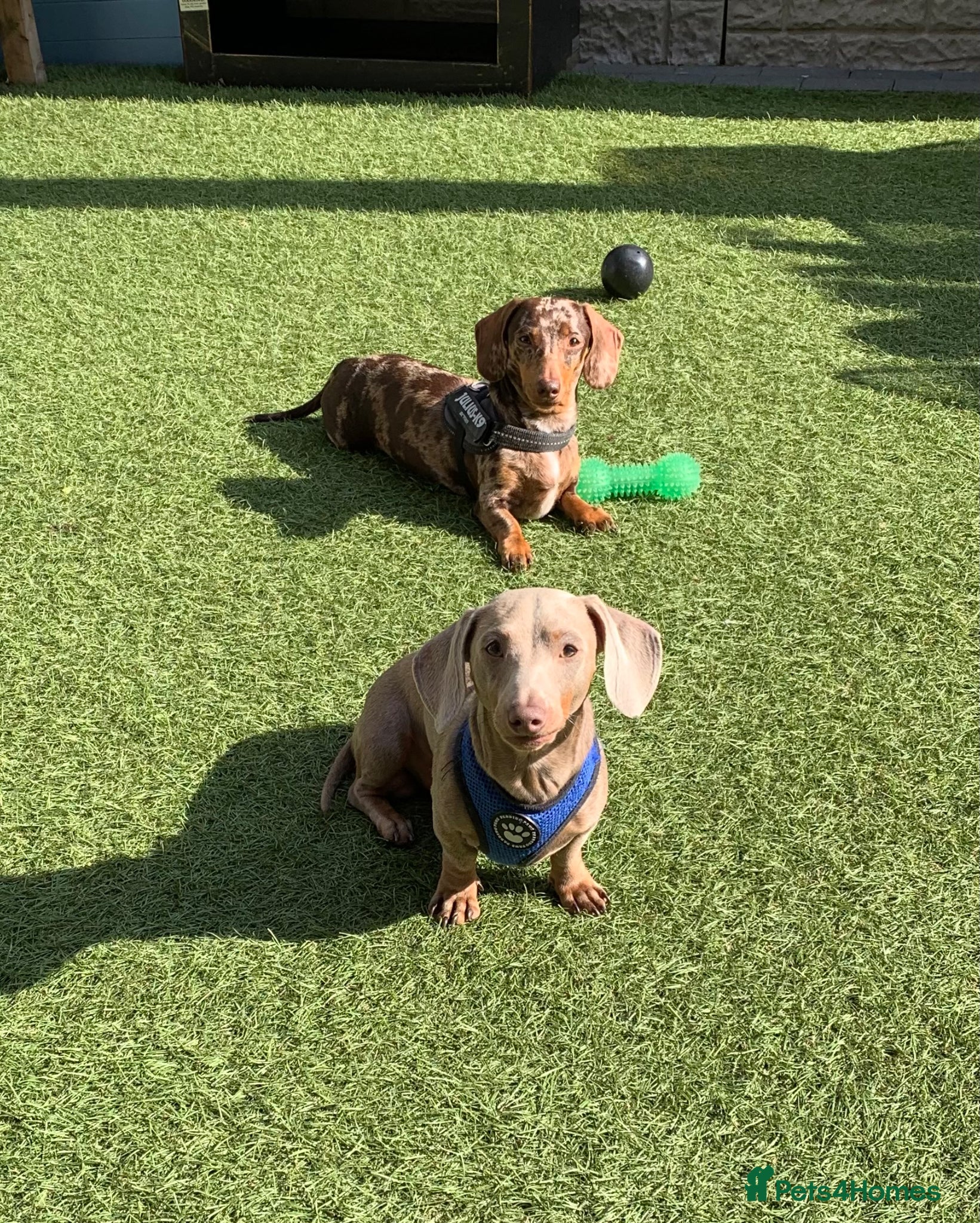 Miniature Dachshund dogs Retired Stud dog for sale - Advert 7