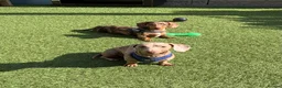 Miniature Dachshund dogs for sale: Retired Stud dog for sale - Advert 1