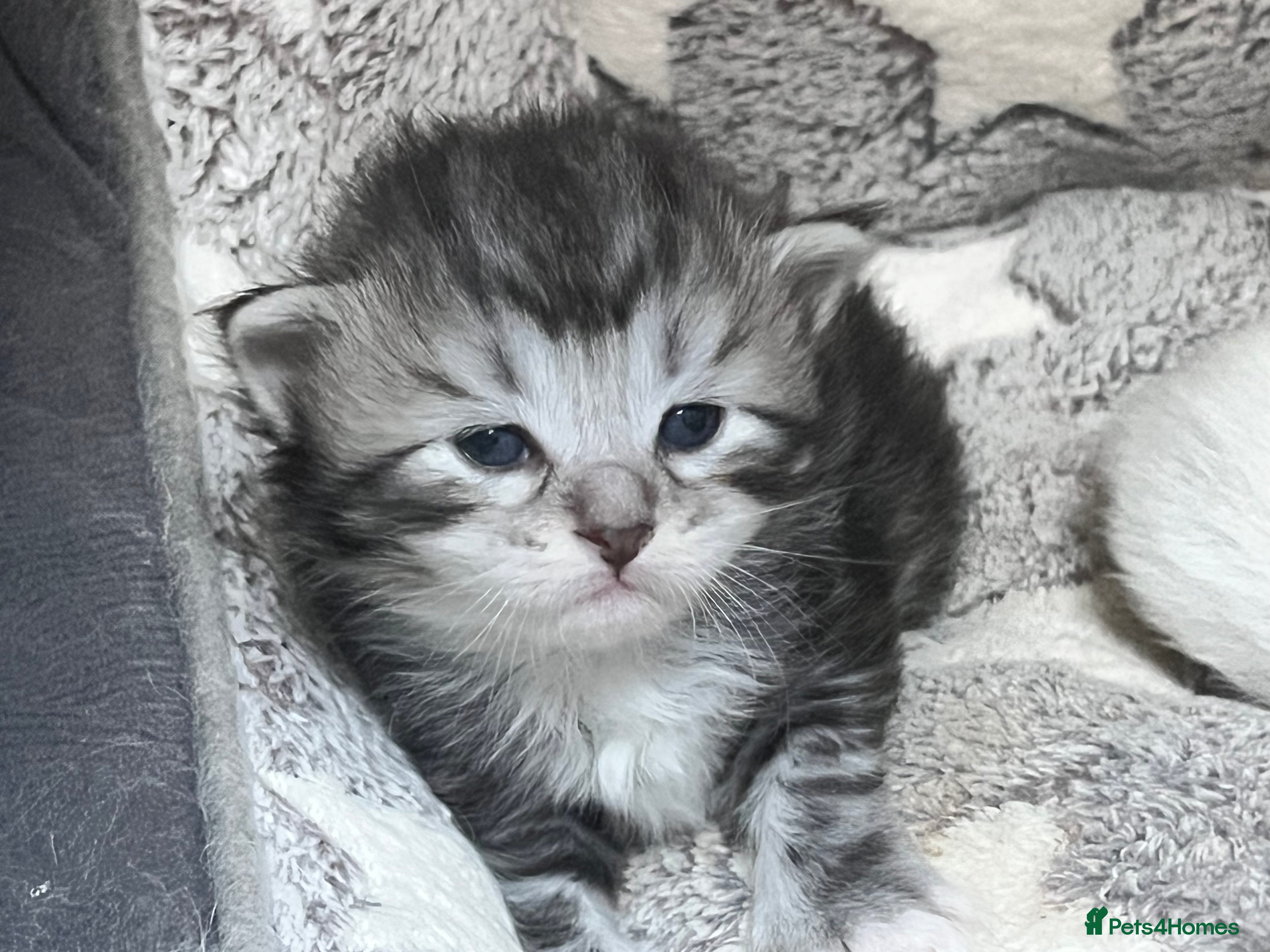 Siberian cats 🩶🩵Traditional Siberian Babies🩵🩶 - Advert 6