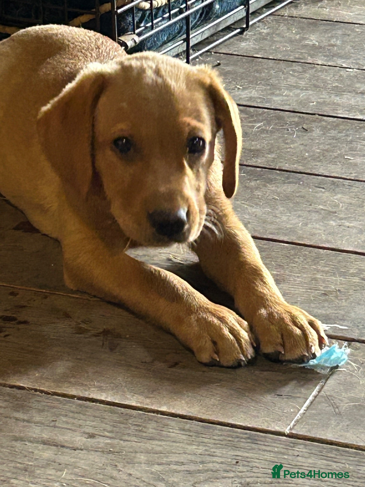 Labrador Retriever dogs KC Labradors: last girl (yellow/fox red) - Advert 2