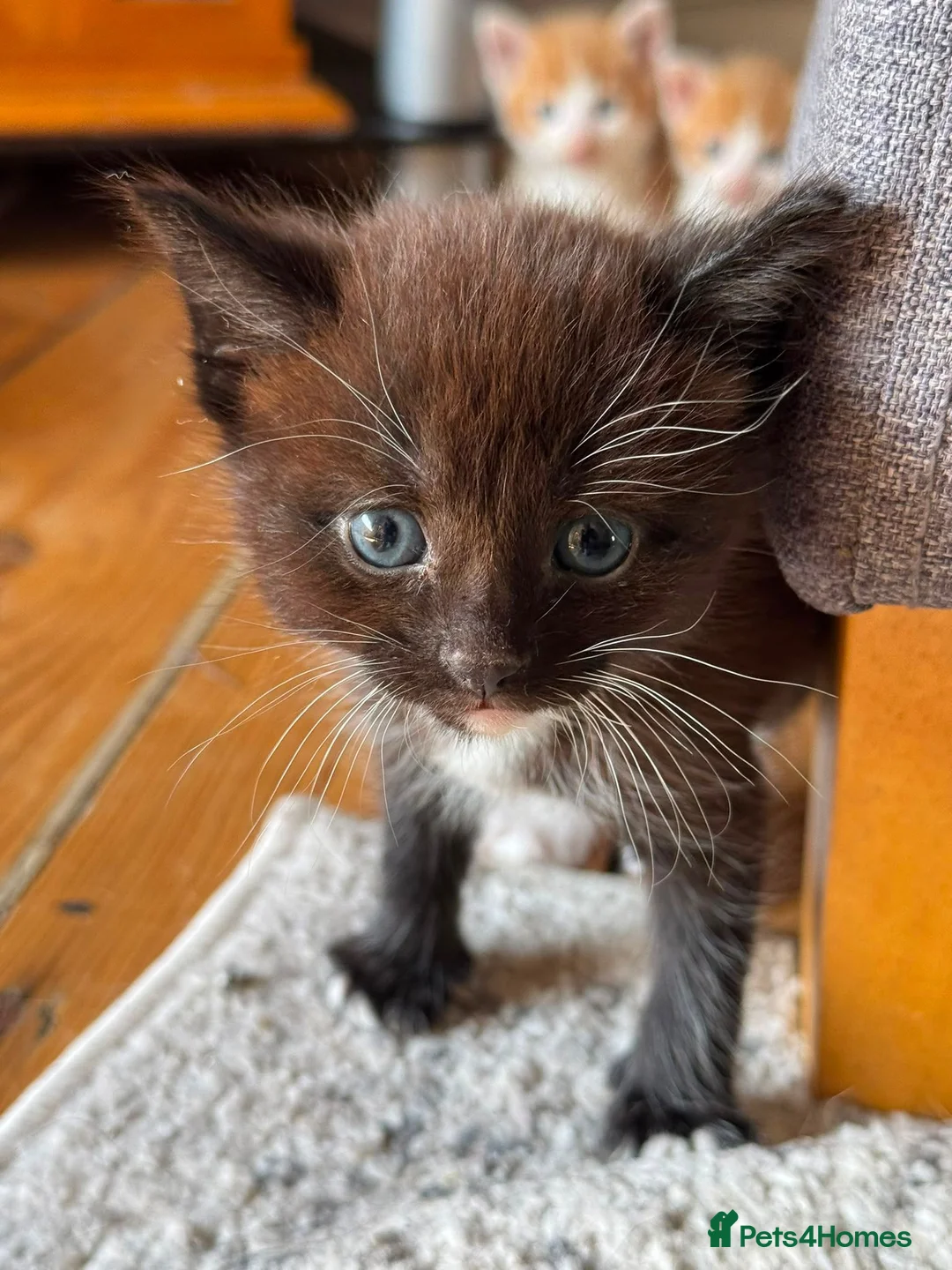 Mixed Breed cats for sale: 4 Ginger/white and 1 black and white kittens in Chatham - Advert 3