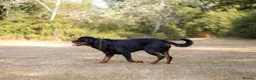 Rottweiler dogs for stud: Proven stud Hector 60kg plus Rottweiler KC Reg  - Advert 6