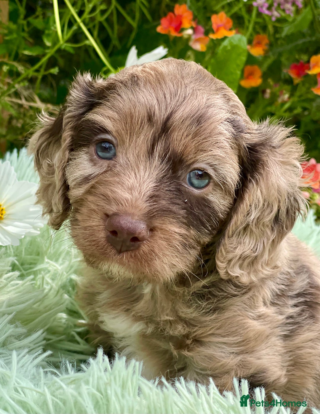 Cavapoo dogs for sale: Stunning Cavapoo babies  - Image 1