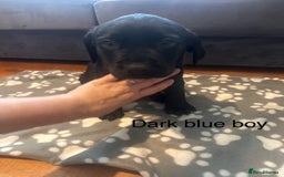 Labrador Retriever dogs for sale:  Labrador puppies - Ready now  in Aberdeen - Image 16