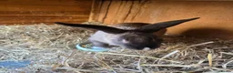 Mixed Breed rabbits for sale: Two brothers still only young - Advert 8