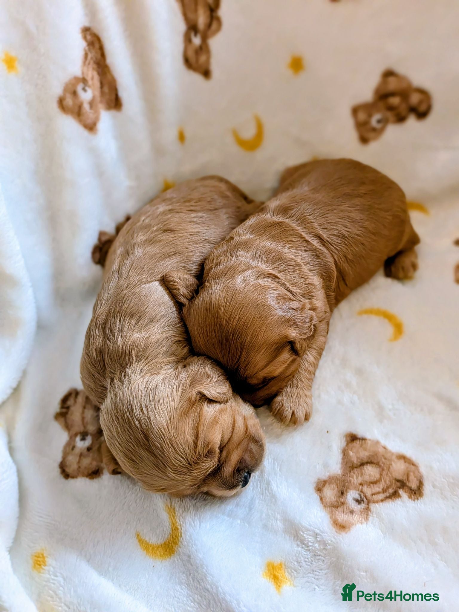 Cavapoo dogs Girls and Boys available! - Merle Cavapoo's - Advert 2