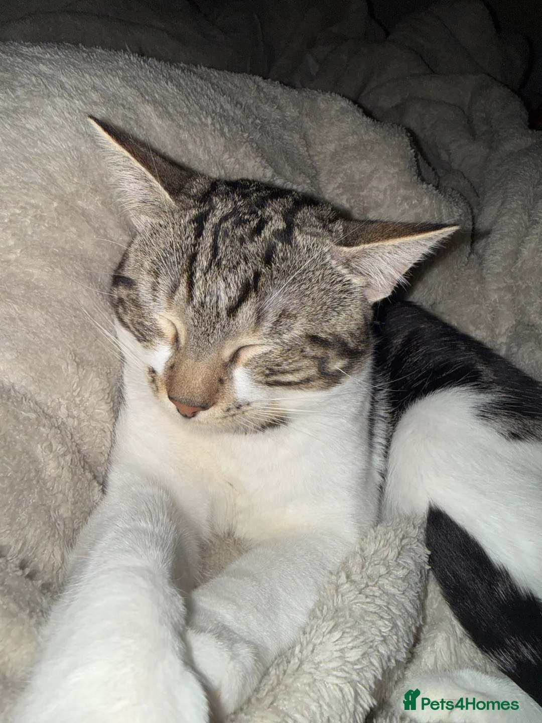 British Shorthair cats for sale: 2 male cats  - Advert 2