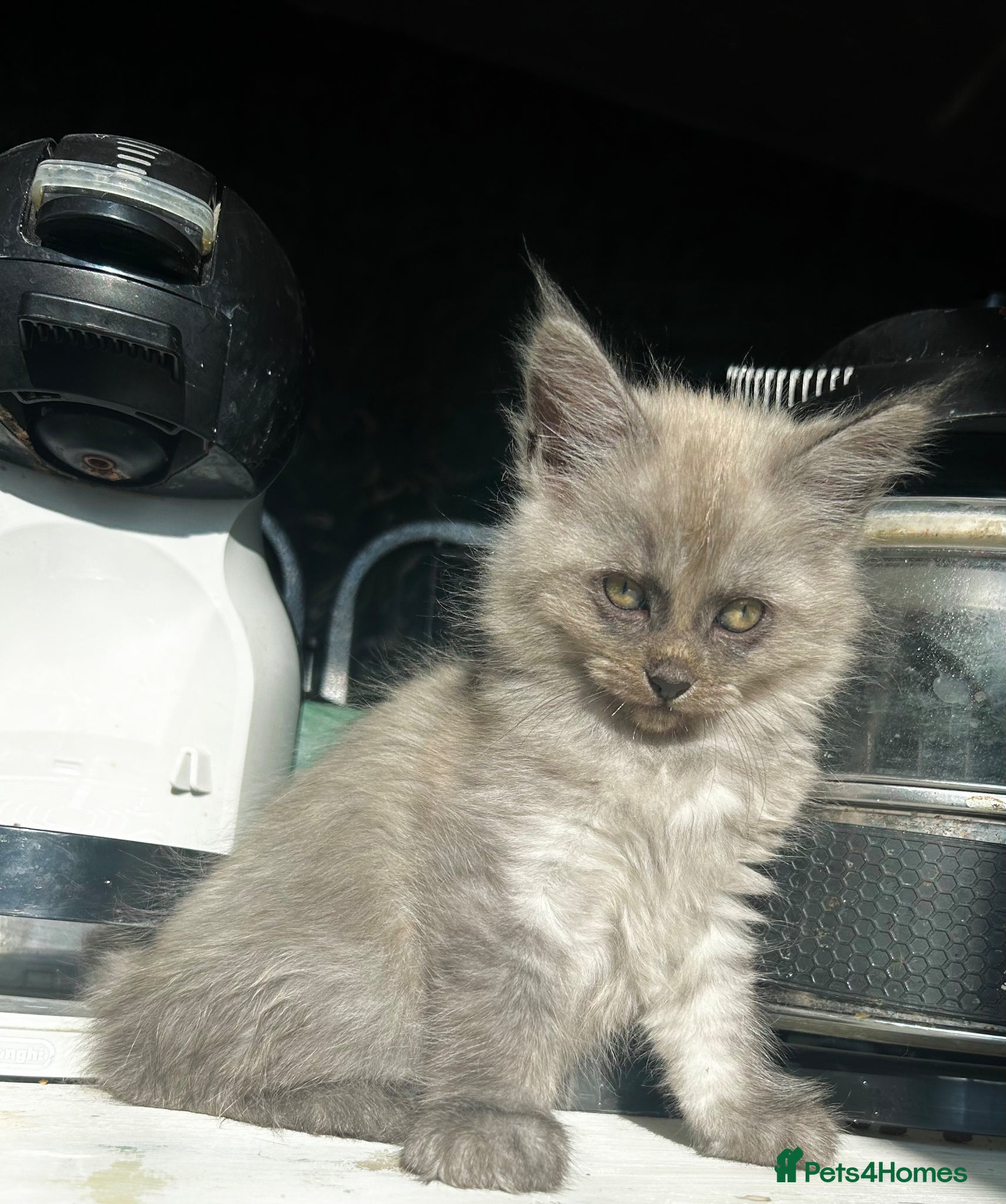 Maine Coon cats MAINE COON KITTENS FOR SALE 🐺🩶 - Advert 2