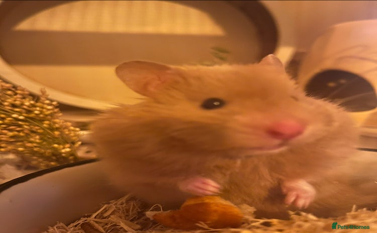 Hamster rodents - Advert 1