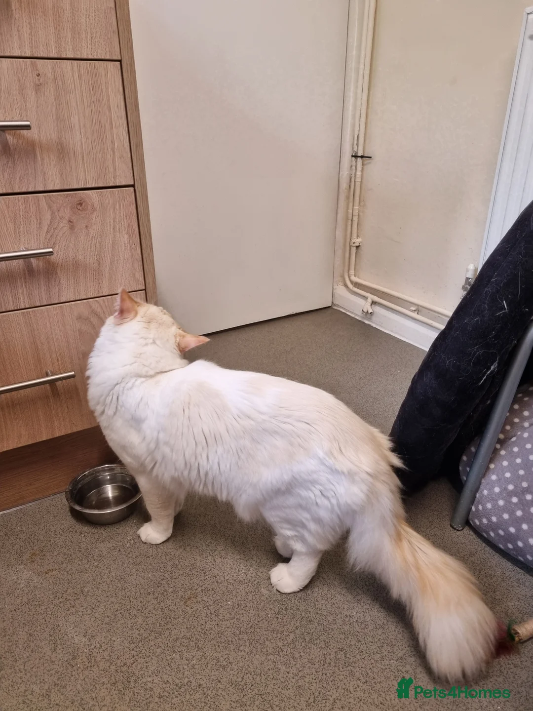 Ragdoll cats for sale: Flame point ragdoll boy  - Advert 2