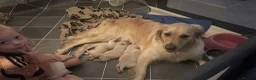 Golden Retriever dogs for sale: ⭐️ 4 beautiful puppies looking for forever homes⭐️ - Advert 8