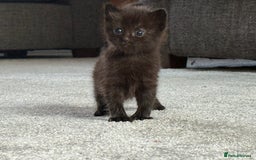 Ragdoll cats for sale: Ragdoll (cross) Kitten For Sale in Grantham - Image 14