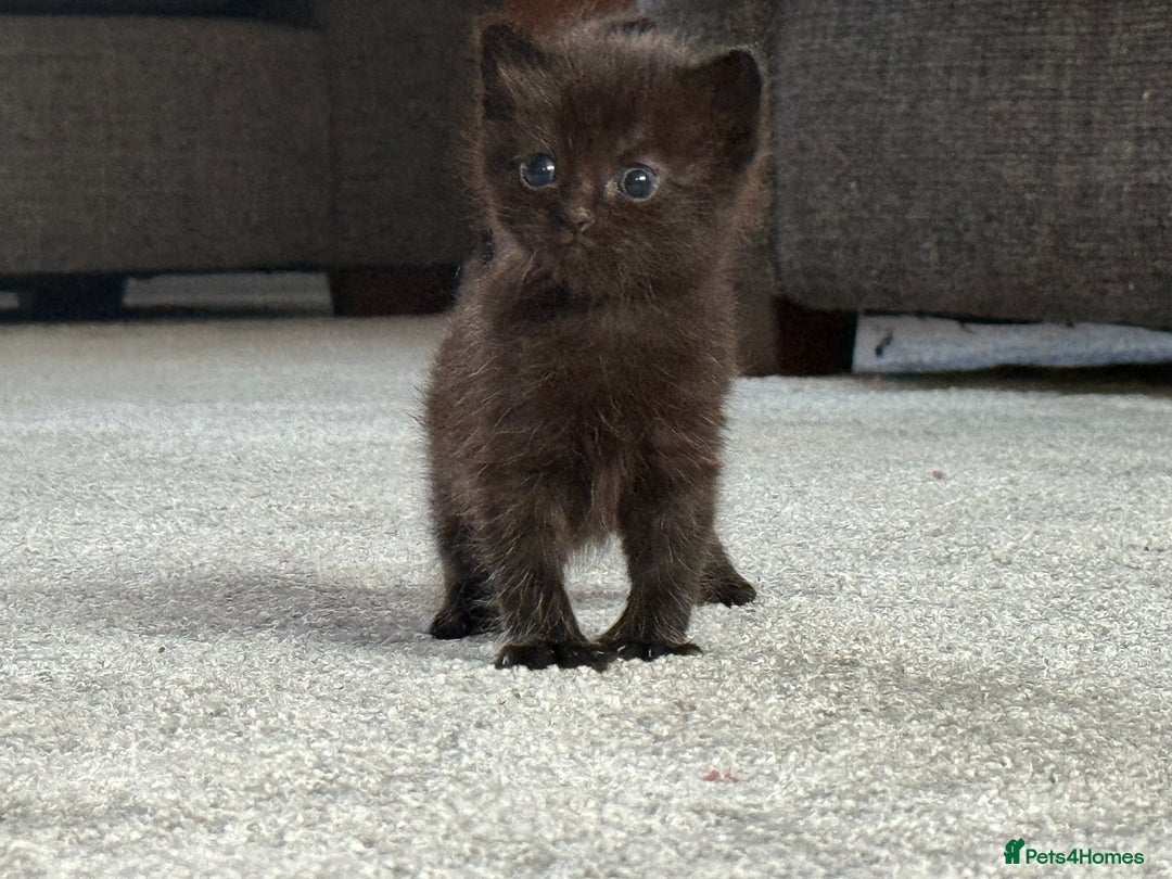 Ragdoll cats for sale: Ragdoll (cross) Kitten For Sale in Grantham - Image 14