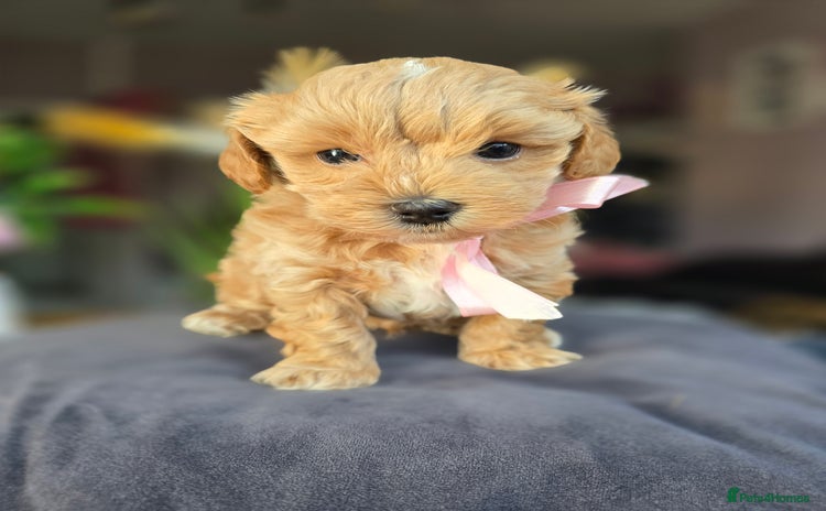 Maltipoo dogs - Advert 10