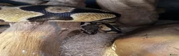Python Snake reptiles for sale: 0.1 Royal Python and 1.0 Royal Python & vivariums  in Colchester - Advert 2