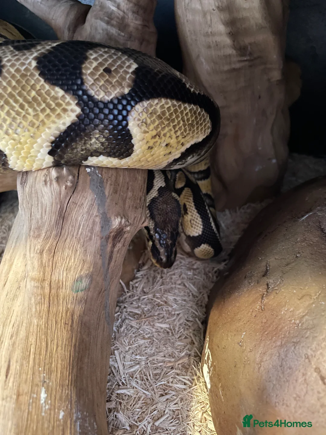 Python Snake reptiles for sale: 0.1 Royal Python and 1.0 Royal Python & vivariums  in Colchester - Advert 2