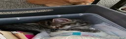 Mixed Breed cats for sale: 4 Amazing kittens in Northampton - Advert 9
