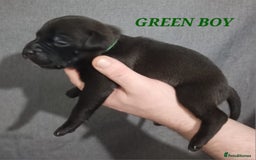Staffordshire Bull Terrier dogs for sale: 9 beautiful black Staffordshire Bullterriers - Image 8