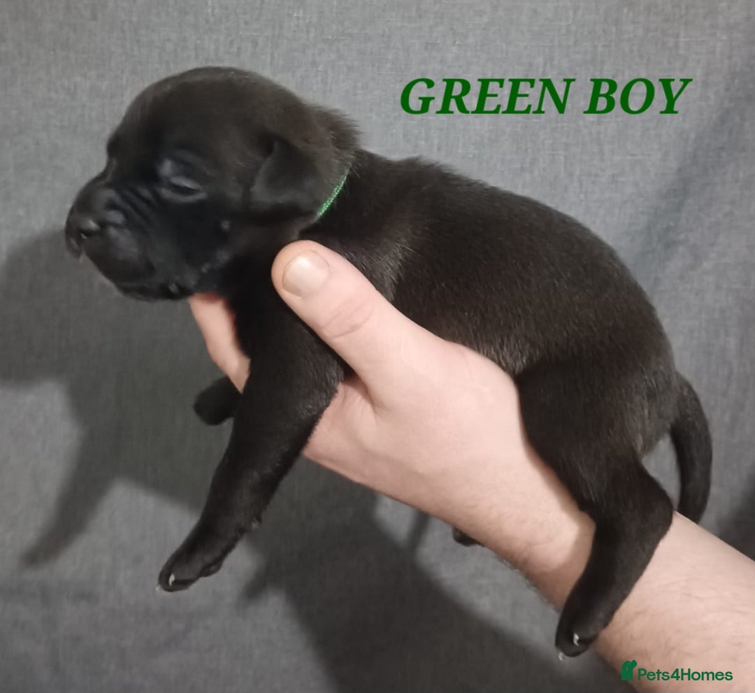 Staffordshire Bull Terrier dogs for sale: 9 beautiful black Staffordshire Bullterriers - Image 8