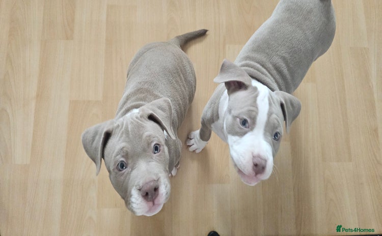 American Bully dogs - Advert 1