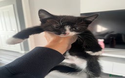 Mixed Breed cats for sale: 1 male 2 female kittens  in Sandbach - Image 1
