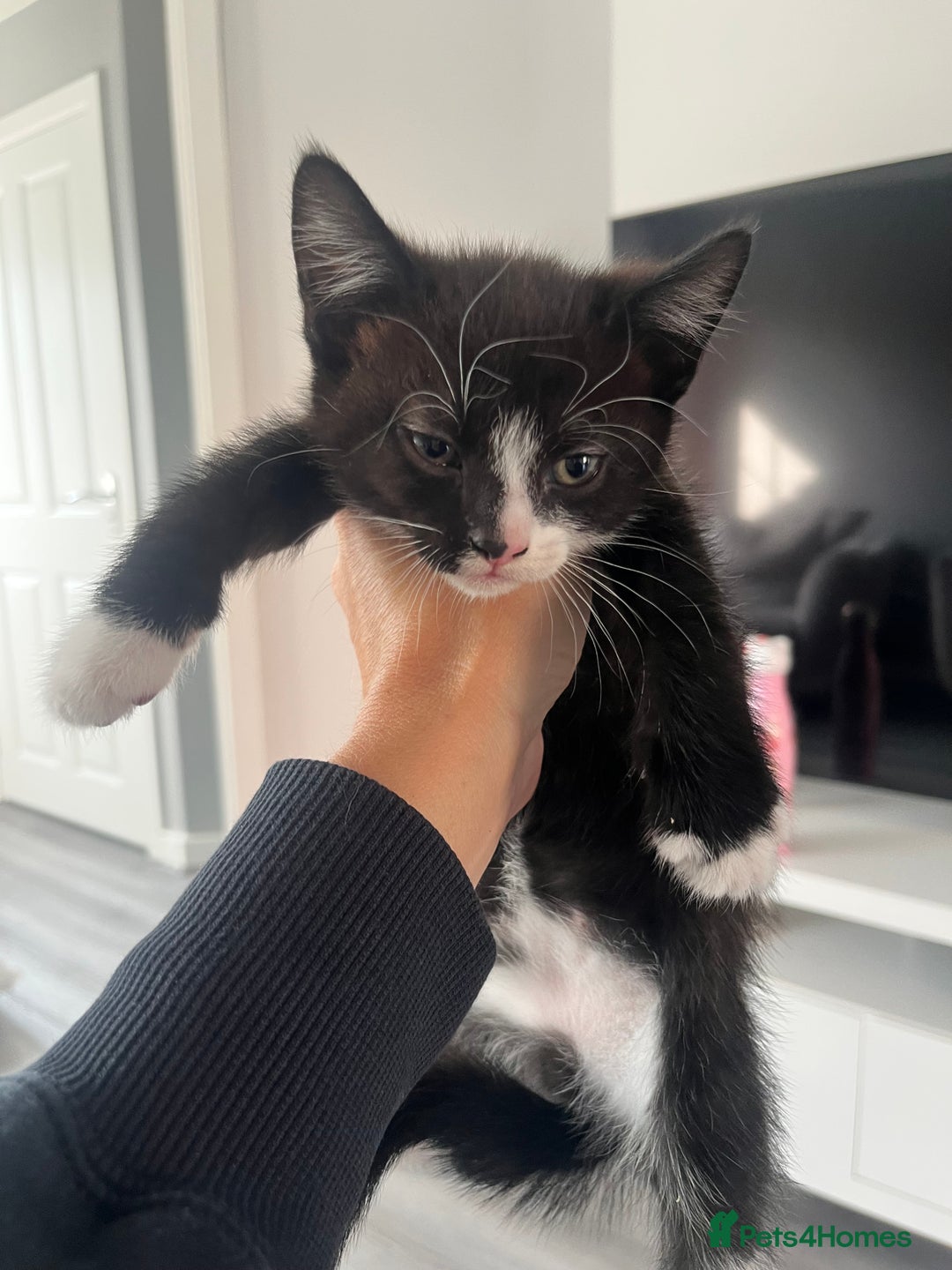 Mixed Breed cats for sale: 1 male 2 female kittens  in Sandbach - Image 1