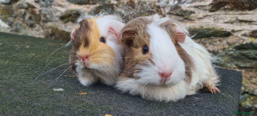 Guinea Pig rodents for sale: Pair of female sheltie Guinea pigs  - Advert 10