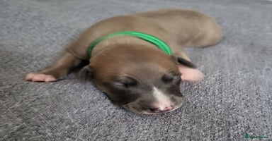 Whippet dogs - Advert 5