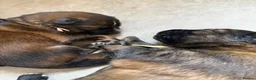 German Shepherd dogs for sale: German Shepherd Puppies 🐾 - Advert 5