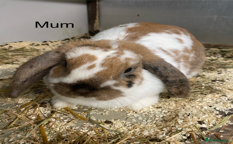 Mini Lop rabbits Beautiful Lop eared bunnies  - Advert 11