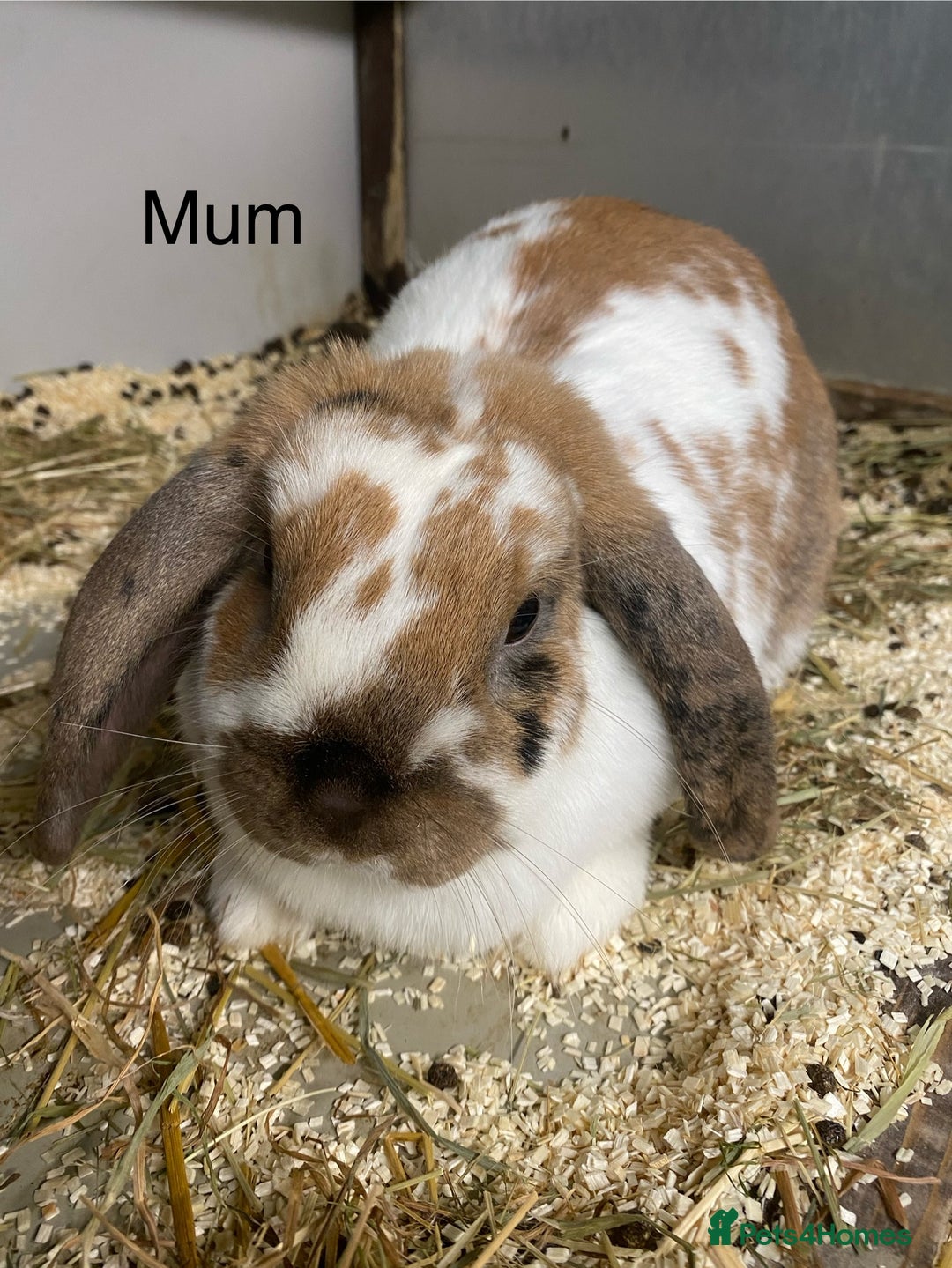 Mini Lop rabbits for sale: Beautiful Lop eared bunnies  - Advert 1