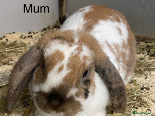 Mini Lop rabbits Beautiful Lop eared bunnies - Advert 1