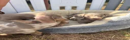 Miniature Dachshund dogs for sale: Miniature dachshund puppies  - Advert 15