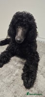 Standard Poodle dogs - Advert 3