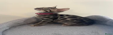 Bengal Kitten Pink Girl