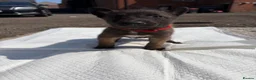 Belgian Shepherd Dog dogs for sale: Mali puppies  in Bishop Auckland - Advert 16