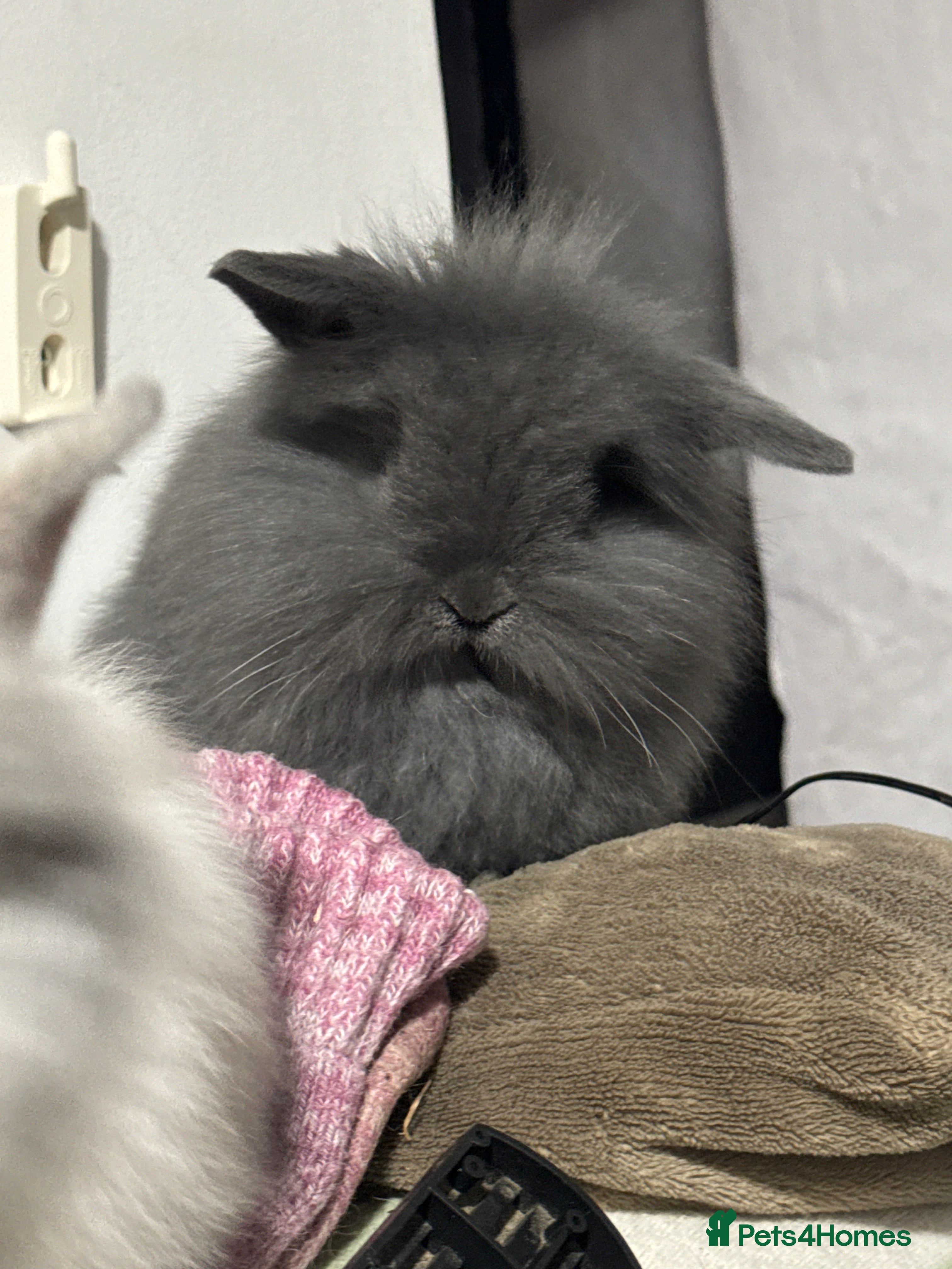 Mini Lop rabbits Gorgeous lion lop baby girl  - Advert 6