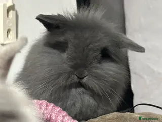 Mini Lop rabbits Gorgeous lion lop baby girl - Advert 6