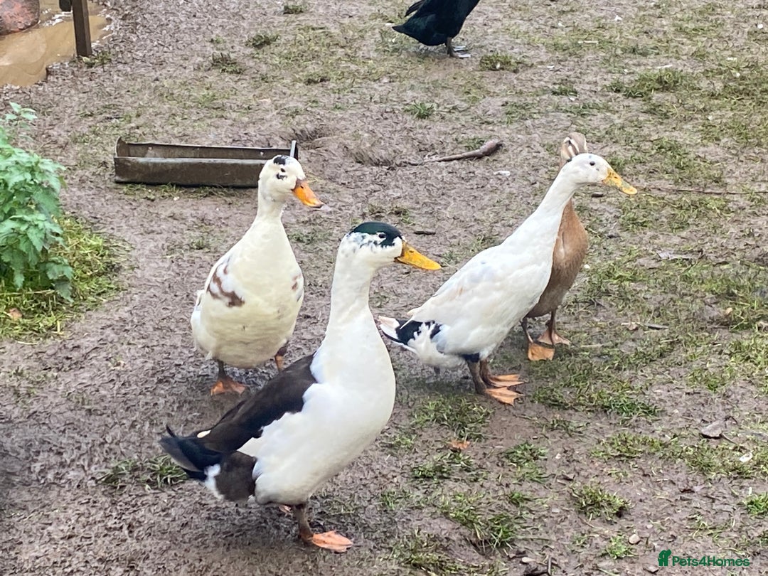 Ducks poultry for sale: Pekin Ducks, Pekin/Runner Ducks and Pekin Bantams - Advert 1