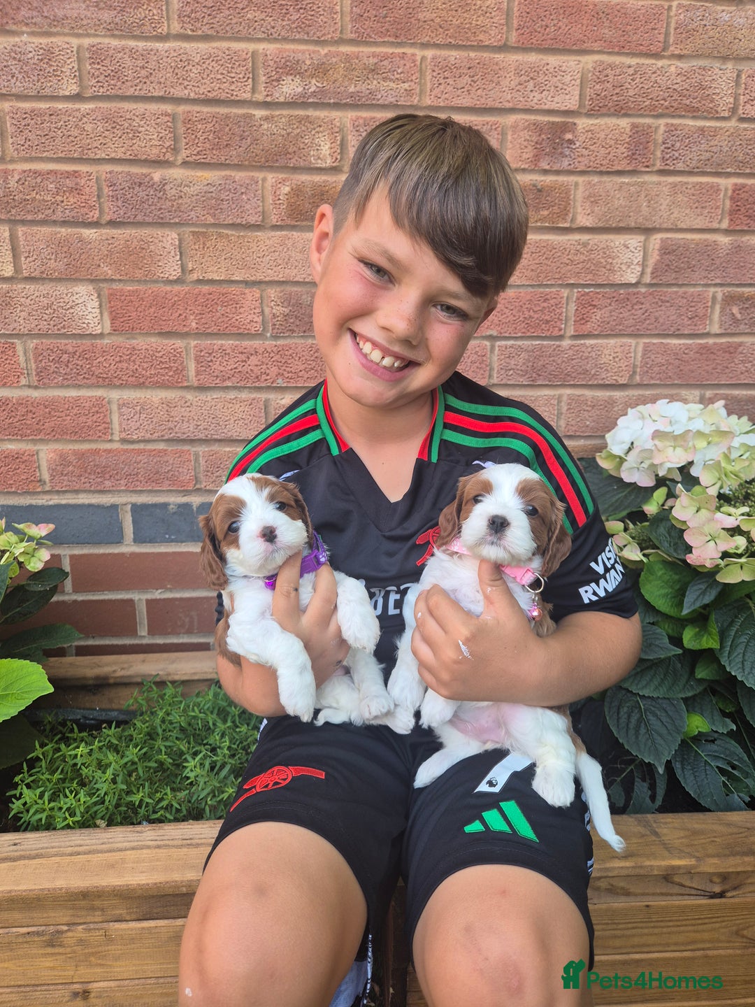 Cavapoo dogs for sale: Too cute to handle cavapoo puppies - Image 13