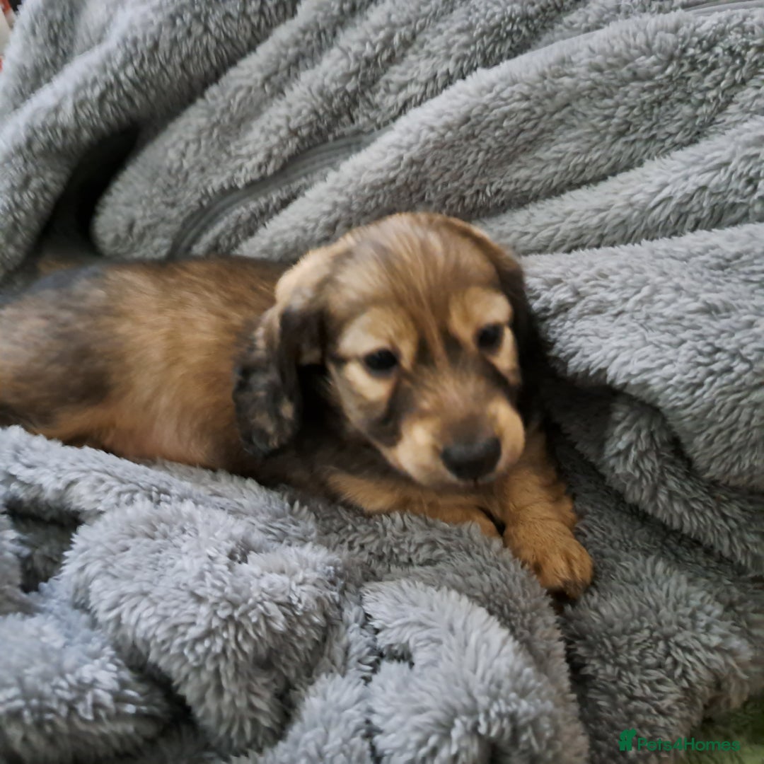 Miniature Dachshund dogs for sale: 3 Cute Longhaired Mini Dachshunds Pedigree - Image 24