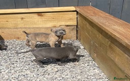Staffordshire Bull Terrier dogs for sale: Staffordshire Bull Terrier Pups KC REGISTERED  - Image 7