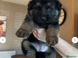 German Shepherd dogs 9 Stunning German Shepherd Puppies - Advert 1