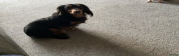 Dachshund dogs for stud: Long haired miniature dachshund for stud - Advert 1